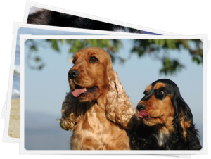 eukanuba_honden