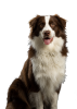 Joop